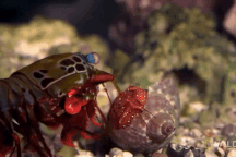 Loài tôm có "cú đấm" mạnh như đạn bắn