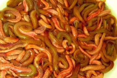 Dân buôn tiết lộ đặc sản “nhìn thì sợ, nếm thì mê” có giá nửa triệu đồng/kg