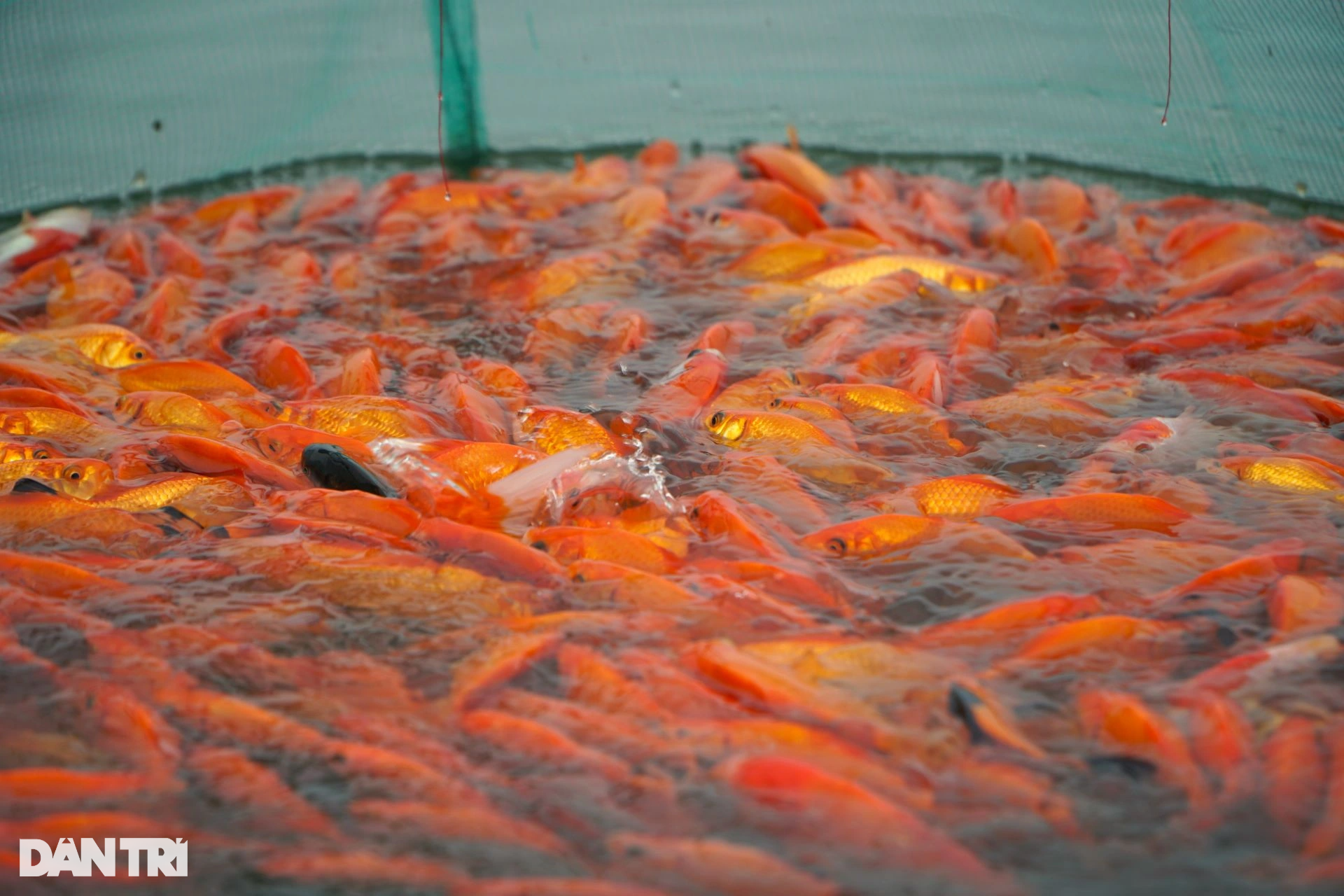 Mẻ lưới trăm triệu tại nơi sản xuất phương tiện tiễn ông Công, ông Táo - 7 Mẻ lưới trăm triệu tại nơi sản xuất phương tiện tiễn ông Công, ông Táo - 7