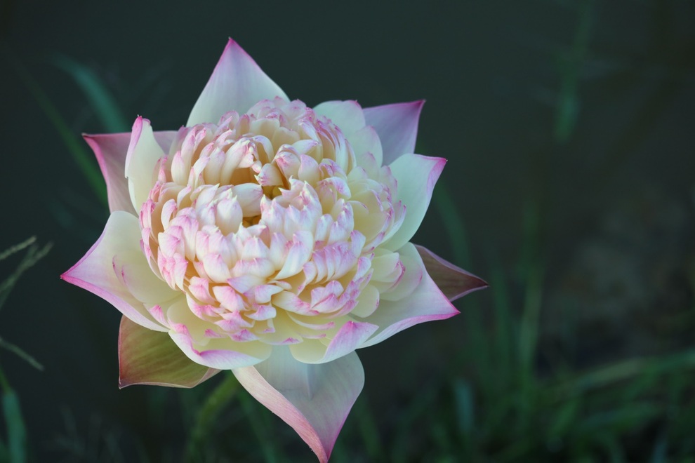 Thạc sĩ bỏ phố về làng khởi nghiệp, ước mơ đưa hoa sen vươn ra thế giới - 5