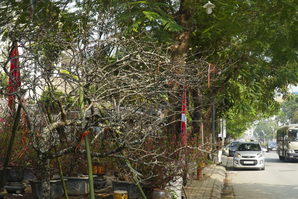 Mận rừng trắng tinh khôi xuống Thủ đô đón Tết - 1 Mận rừng trắng tinh khôi xuống Thủ đô đón Tết - 1