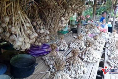 Cung đường đèo Tây Bắc sực nức mùi tỏi tươi