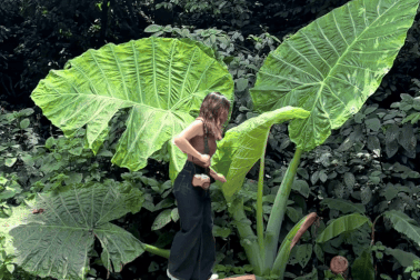 Cây ráy khổng lồ ở rừng Cúc Phương khiến khách Hà Nội như người tí hon