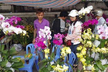 Lan hồ điệp khoe sắc rực rỡ, giá tiền triệu hút khách ở phố biển Nha Trang