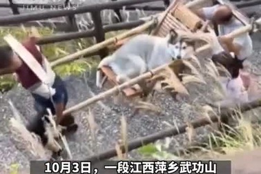 Thuê người cõng chó cưng lên núi, cô gái hứng chịu đủ lời chỉ trích