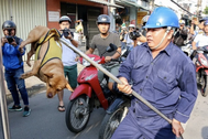 Xử phạt nghiêm người nuôi chó, mèo ở TPHCM nếu làm ảnh hưởng người khác