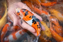 Nuôi cá "quý tộc" thu hàng trăm triệu mỗi năm