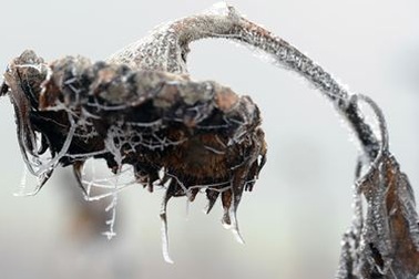 Hơn 80 người chết vì giá lạnh ở Ukraina 