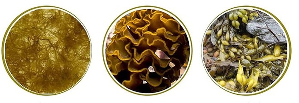 Công dụng của thực phẩm chứa Fucoidan sulfate hóa cao - 1 Công dụng của thực phẩm chứa Fucoidan sulfate hóa cao - 1