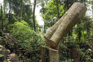 Bắt gỗ lậu không khó, vấn đề là bắt hay thả...