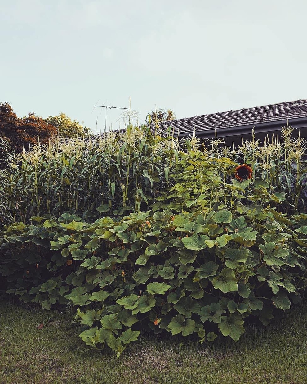 Muốn tự cung tự cấp thực phẩm, người đàn ông làm khu vườn rau, trái sum suê - 2