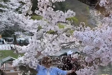 Nhóm khách du lịch rung lắc cây hoa anh đào