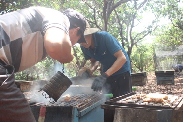 Cuộc sống "du mục" với nghề nuôi ong mật