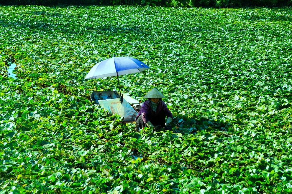 Kiếm vài chục triệu đồng mỗi vụ nhờ thứ củ có hình thù giống... sừng trâu - 10 Kiếm vài chục triệu đồng mỗi vụ nhờ thứ củ có hình thù giống... sừng trâu - 10