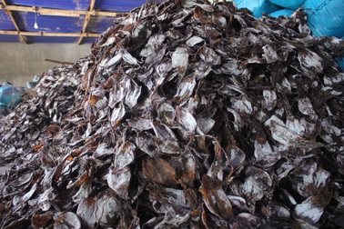 Trung Quốc siết quy định nhập khẩu, 2.000 tấn mực ùn ứ, ngư dân lao đao