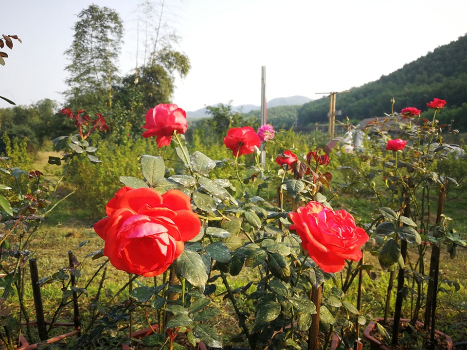 Chủ trại hồng tiếc nuối vì dịch corona ngăn khách đến ngắm mùa hoa đẹp nhất - 20 Chủ trại hồng tiếc nuối vì dịch corona ngăn khách đến ngắm mùa hoa đẹp nhất - 20