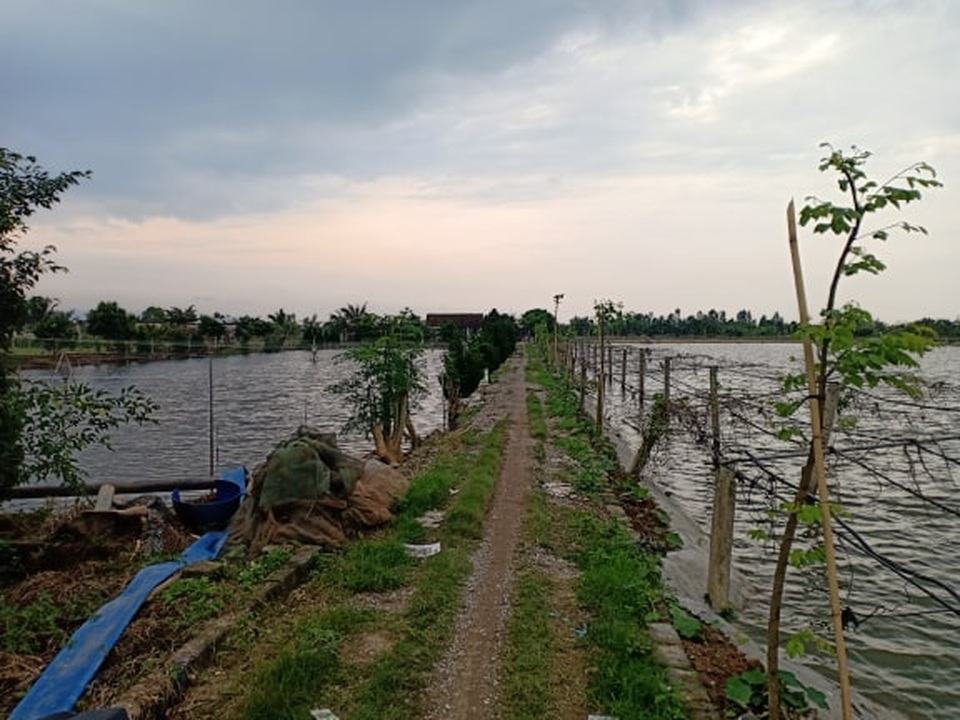 Nam Định: Chỉ huy 2 triệu con chạch đồng bằng tràng vỗ tay - 2 Nam Định: Chỉ huy 2 triệu con chạch đồng bằng tràng vỗ tay - 2