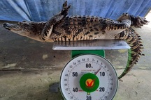 Đi thăm lưới, tá hỏa phát hiện cá sấu ngoài ruộng