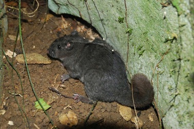 Loài chuột đá được cho tuyệt chủng 11 triệu năm trước bất ngờ xuất hiện