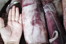 Mực "khủng", dân biển chê không ăn, lên Hà Nội thành đặc sản