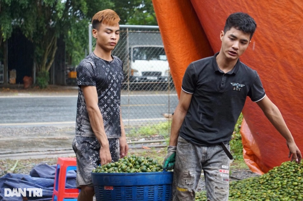 Kiếm hàng trăm triệu đồng mỗi tháng từ những trái cau khô - 7 Kiếm hàng trăm triệu đồng mỗi tháng từ những trái cau khô - 7