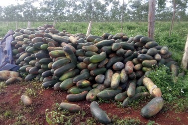 Yêu cầu công an điều tra vụ bí xanh không ai mua và chanh dây không ra quả