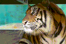 Xác minh thông tin hổ lớn xuất hiện trong rừng phòng hộ ở Quảng Bình