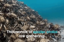 "Rợn người" cảnh hàng nghìn con cua nhện tụ tập dưới đáy biển chống kẻ thù