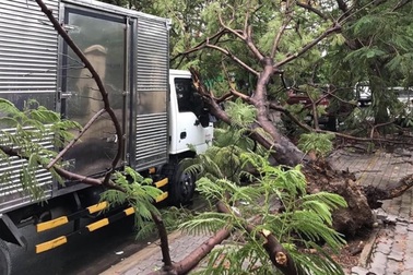 Cây phượng vĩ gần trường đại học bật gốc đổ đè xe tải