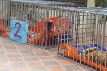 Bản án dành cho đối tượng nuôi nhốt 14 cá thể hổ trái phép tại Nghệ An