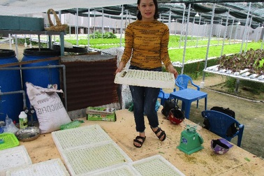 Quảng Nam: Cử nhân tiếng Anh bỏ phố về quê trồng rau thủy canh