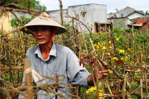 "Mai nở sớm, vui gì mà mong Tết!"