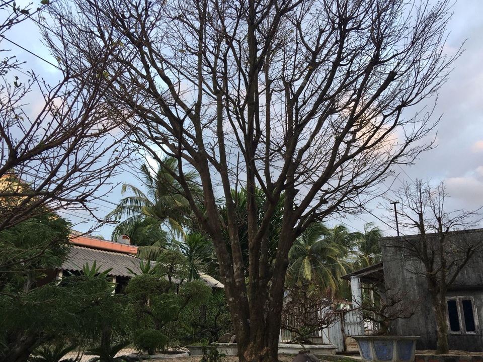 Cây độc chơi Tết: Siêu mai cổ thụ 200 tuổi ở Bình Định, khách trả nửa tỷ chưa bán - 1