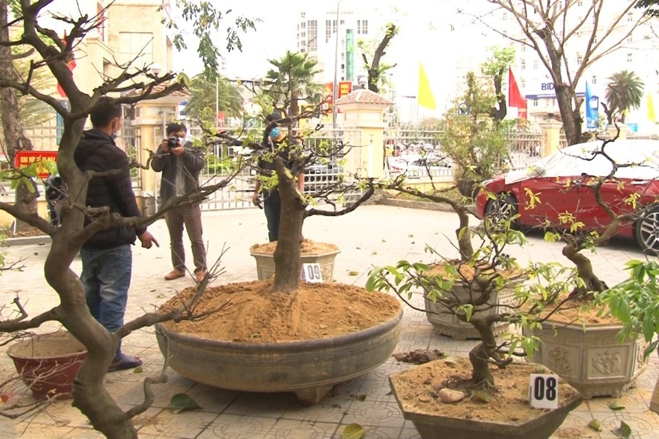 Trùm ăn trộm mai tại Huế sa lưới - 2 Trùm ăn trộm mai tại Huế sa lưới - 2