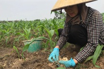 Hành tăm rớt giá theo giờ, người dân thất thu