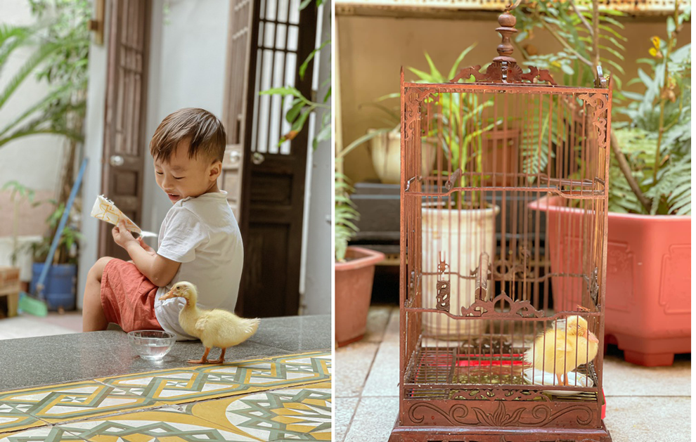 Trào lưu ấp trứng, nuôi vịt làm thú cưng cho con trong mùa dịch - 6 Trào lưu ấp trứng, nuôi vịt làm thú cưng cho con trong mùa dịch - 6
