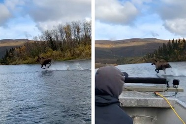 Nai sừng tấm chạy trên mặt nước khiến mọi người ngỡ ngàng
