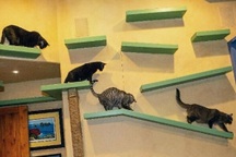 Người đàn ông biến nhà ở thành "thiên đường" cho mèo