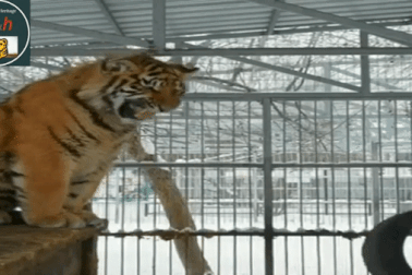 Kỳ lạ con hổ phát ra âm thanh kỳ lạ như tiếng chim hót