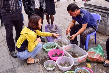 Cảnh mua bán tấp nập “rùa độc” làm lễ phóng sinh ngay trước cửa chùa
