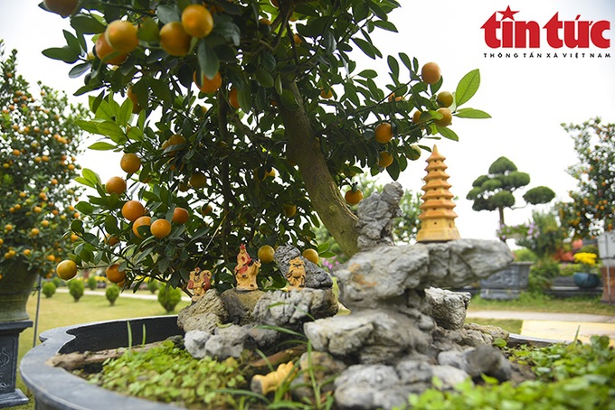 Để tạo ra một cây quất bonsai phải mất ít nhất 8 tháng, có những cây mất nhiều thời gian hơn tuy nhiên tỷ lệ hỏng cũng rất cao (baotintuc.vn).