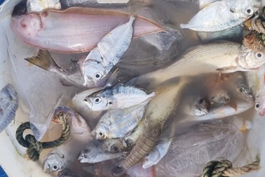 Chèo thúng ra khơi đánh cá kiếm 500.000 đồng mỗi ngày