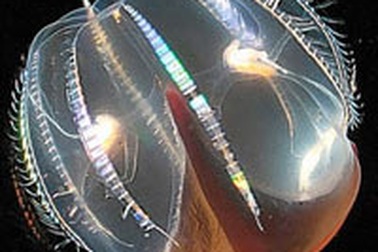 “Người ngoài hành tinh” dưới đáy biển