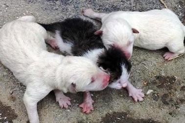 Kỳ lạ chó đẻ ra... mèo?