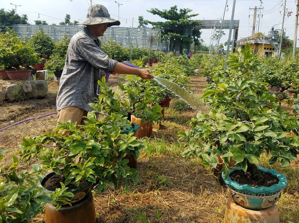 Mai vàng, hoa Tết nhộn nhịp xuống phố - 3 Mai vàng, hoa Tết nhộn nhịp xuống phố - 3