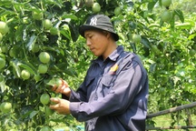 Lãi ngon được một mùa, chanh dây lại rớt giá, người trồng lo đứng lo ngồi