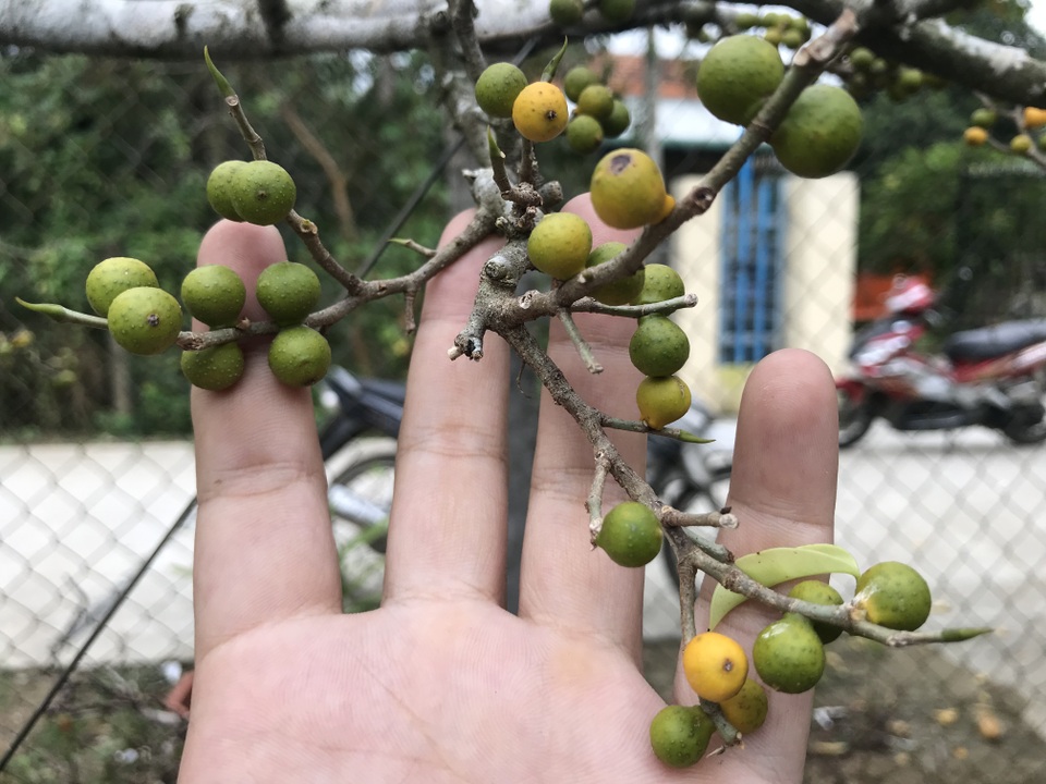 Độc đáo cây sanh đột biến ra trái chi chít - 4 Độc đáo cây sanh đột biến ra trái chi chít - 4