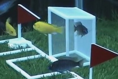 Trận bóng đặc biệt giữa những chú cá trong bể kính