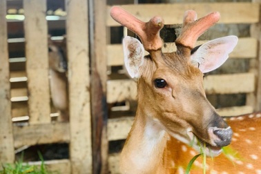 Nghề nuôi hươu sao chỉ cắt sừng non, mỗi cặp bằng cả tấn thóc
