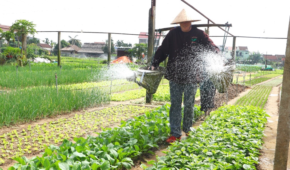 Cánh đồng lúa Hội An đã chín vàng nhưng vắng bóng du khách - 4 Cánh đồng lúa Hội An đã chín vàng nhưng vắng bóng du khách - 4